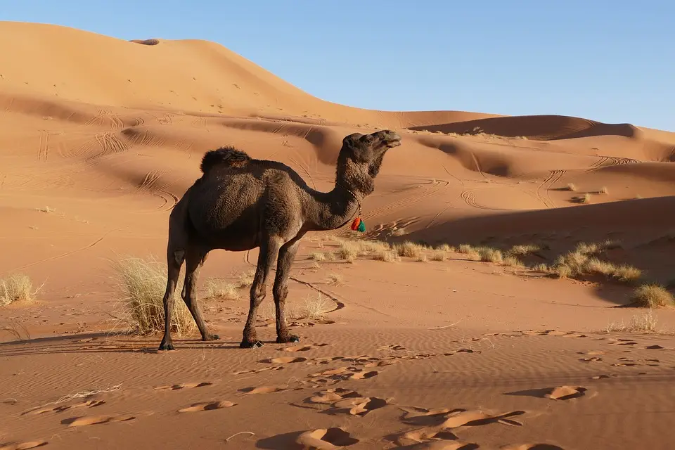 Fes a Marrakech 4 giorni